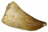 Fossil Prognathodontid Mosasaur Tooth - Morocco #374562-1